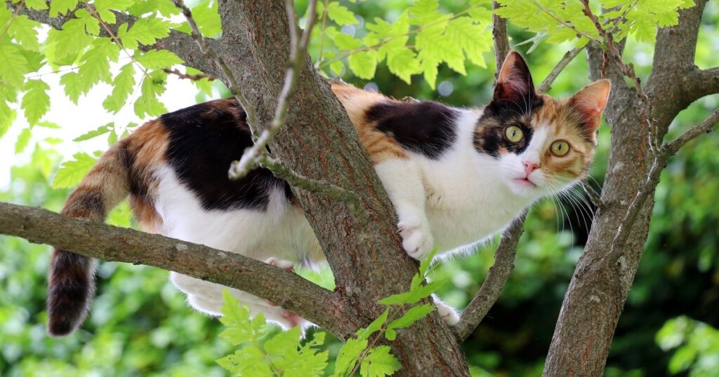 Kastration von Streunerkatzen 2025: Tierschutz mit vereinten Kr&auml;ften